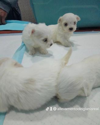 Maltese mini Toy coreano