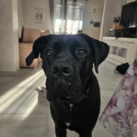Cucciola cane corso con pedigree