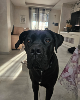 Cucciola cane corso con pedigree