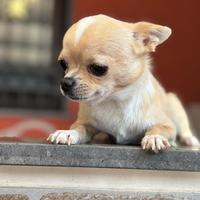 Chihuahua per monta