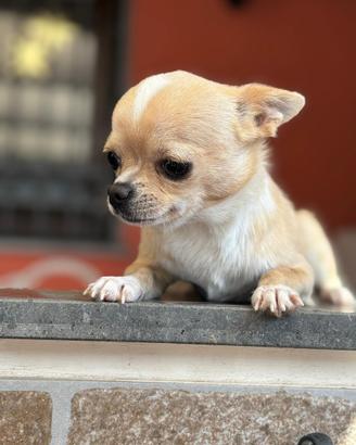 Chihuahua per monta
