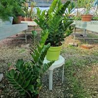 Zamioculcas (pianta di Padre Pio)