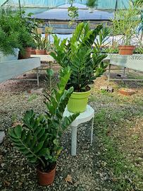 Zamioculcas (pianta di Padre Pio)