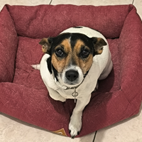 Cane femmina educata