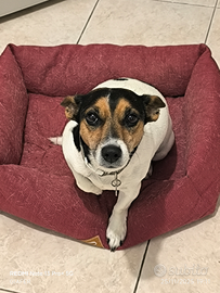 Cane femmina educata