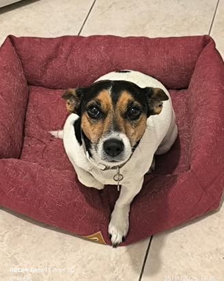 Cane femmina educata