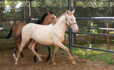 Napoleone sangue Lusitano