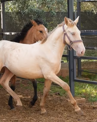 Napoleone sangue Lusitano