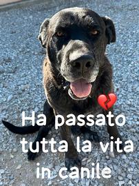 ROBERTONE 10 ANNI taglia grande IN CANILE