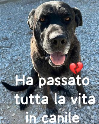 ROBERTONE 10 ANNI taglia grande IN CANILE