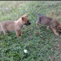 Cuccioli malinois lessy