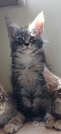 Cucciolo di Maine Coon TOP linea russa