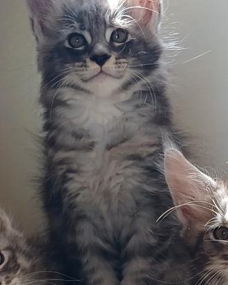 Cucciolo di Maine Coon TOP linea russa