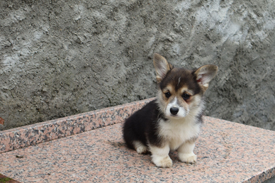 Welsh corgi Pembroke