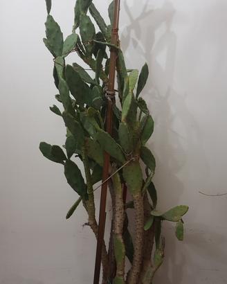 Pianta grassa