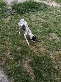 Cane da tartufo