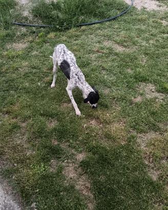 Cane da tartufo