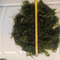 Piante pianta muschio per acquario