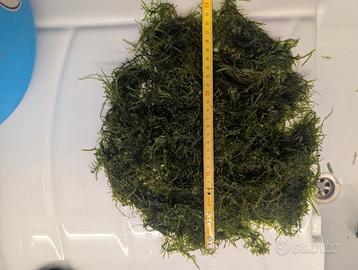 Piante pianta muschio per acquario