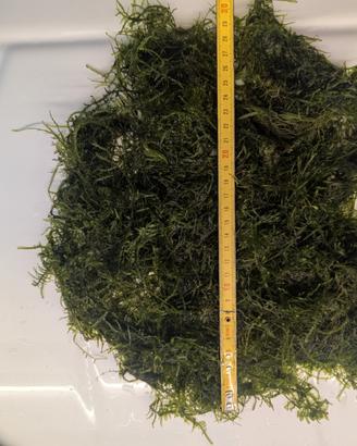 Piante pianta muschio per acquario