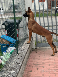 Pastore Belga malinois 1 anno