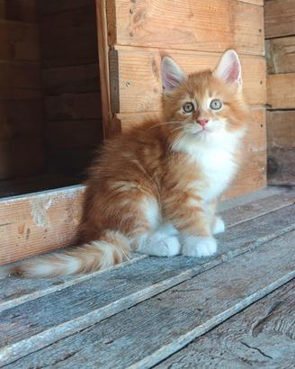 MaineCoon Pedigree Giganti