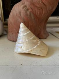 Conchiglia madreperla