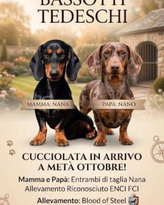 Bassotto tedesco nano pedigree