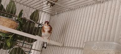 Cardellino gola bianca