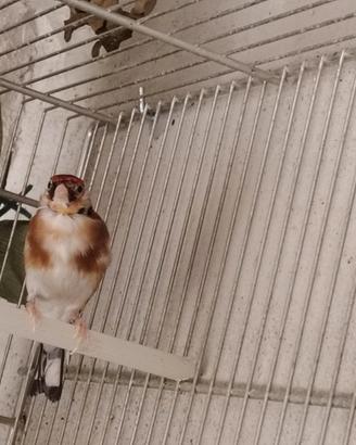 Cardellino gola bianca