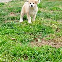 Akita inu selezionati con pedigree