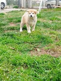 Akita inu selezionati con pedigree