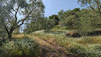 Terreno di 16000 m² a Montorso Vicentino