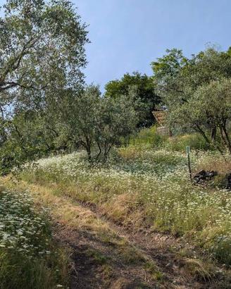 Terreno di 16000 m² a Montorso Vicentino