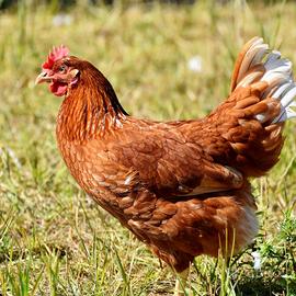 Galline