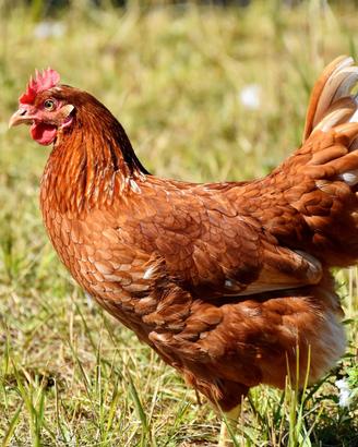 Galline