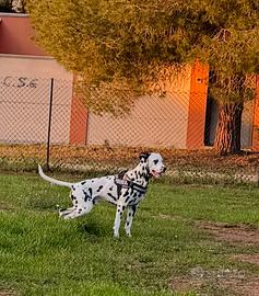 Dalmata per accoppiamento