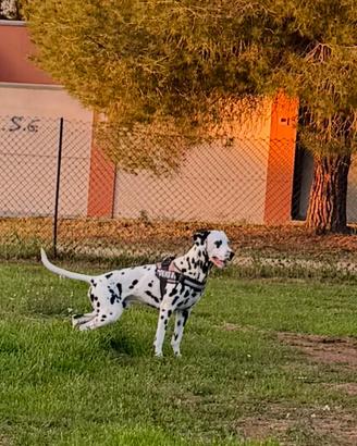 Dalmata per accoppiamento
