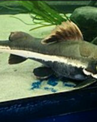 Pesce gatto codarossa
