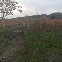 vigneto,oliveto,terreno.