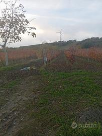 vigneto,oliveto,terreno.