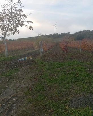 vigneto,oliveto,terreno.
