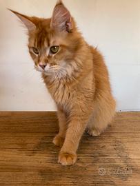 Maine Coon Femmina con Pedigree