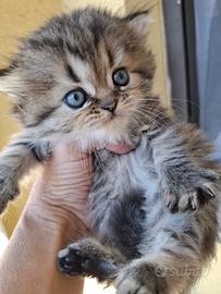 Persiano cuccioli