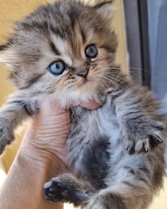 Persiano cuccioli