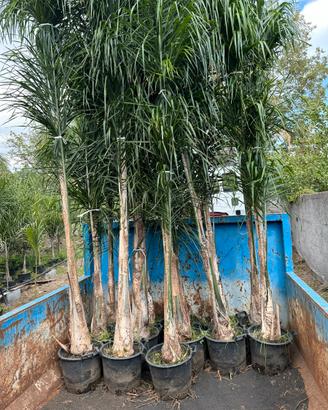 Piante Palme cocos