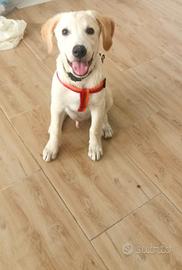 Labrador meticcio maschio 