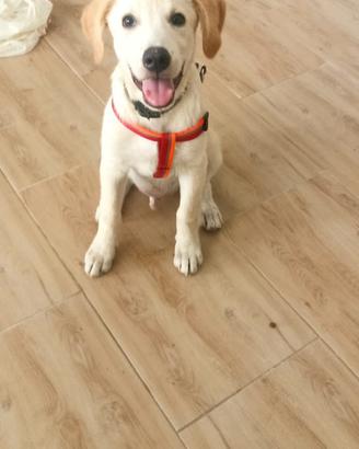 Labrador meticcio maschio 