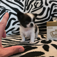 Chihuahua maschio pelo lungo 65 GG Toy Oreo