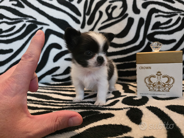 Chihuahua maschio pelo lungo 65 GG Toy Oreo